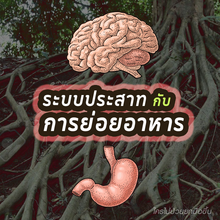ระบบประสาทและการย่อยอาหาร